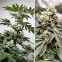 Cannabis seeds Meringue® from Dutch Passion